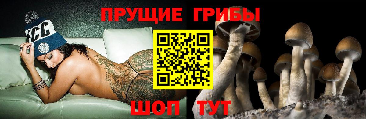 Галлюциногенные грибы Psilocybe Тейково